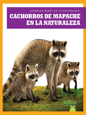 cover image of Cachorros de mapache en la naturaleza (Raccoon Cubs in the Wild)